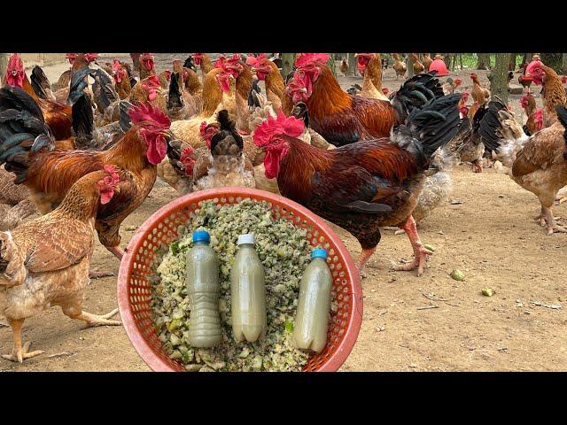 Get rich from the free-range chicken farming model - how to prepare chicken feed