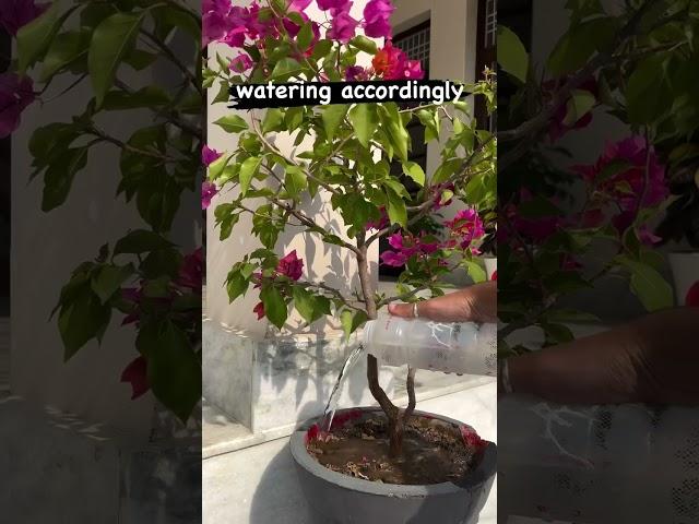 Bougainvillea flowering tips #bougainvillea #plantlover #flowers #plantlove #luvwidnature
