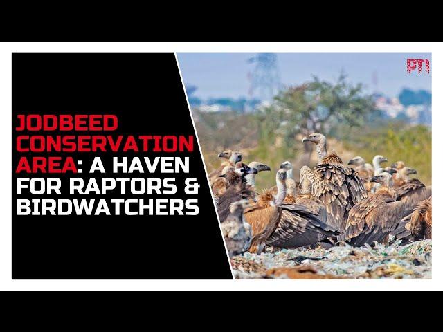 Bikaner's Jodbeed Conservation Area: A haven for raptors and birdwatching enthusiasts