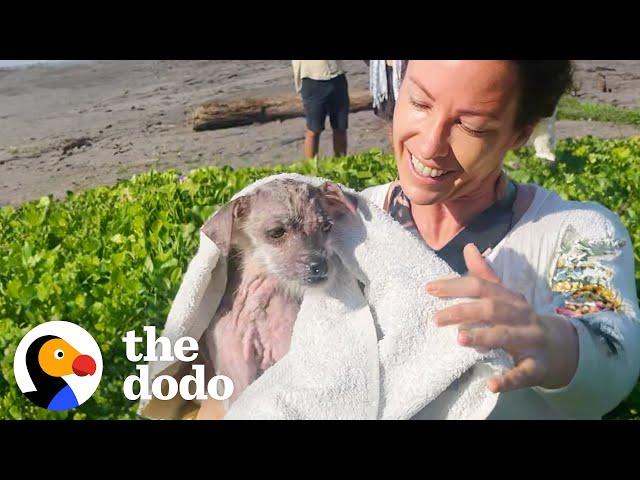 Hairless Dog Transforms Into The Fluffiest Girl | The Dodo