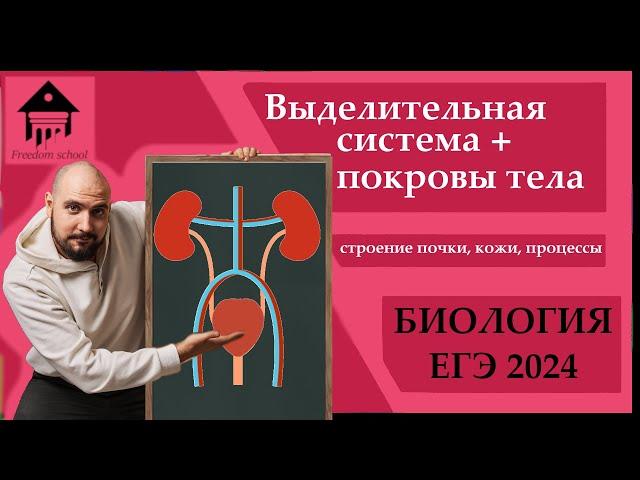 ВЫДЕЛИТЕЛЬНАЯ Система и ПОКРОВЫ ТЕЛА для ЕГЭ 2024 |ЕГЭ БИОЛОГИЯ|Freedom|