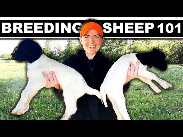 BREEDING SHEEP Small Scale (my full system) Grass Based Meat Sheep Farming Lambing Homesteading