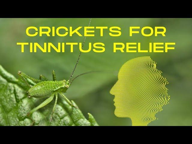 Are Cricket Sounds The New Solution For Tinnitus?