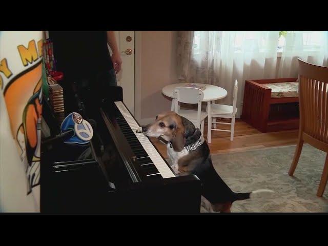 Buddy Mercury: The piano playing dog