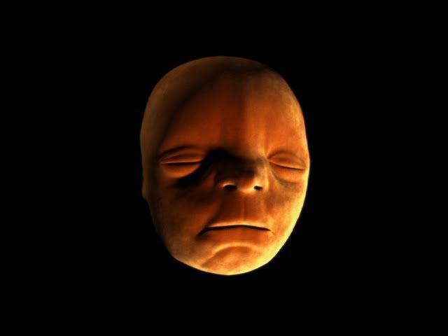 Face Development in the Womb - Inside the Human Body: Creation - BBC