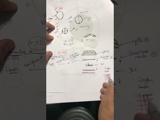 cornea 1 revision (anatomy & corneal Ulcer 1) - dr Ahmed Ashraf