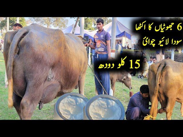 Neli ravi biggest udder buffalo and world record in milk