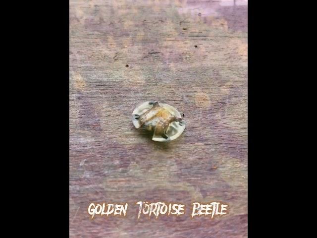 Rare animal golden Tortoise Beetle #animals #rareanimals #nature #amazing #insects #shorts #tiktok