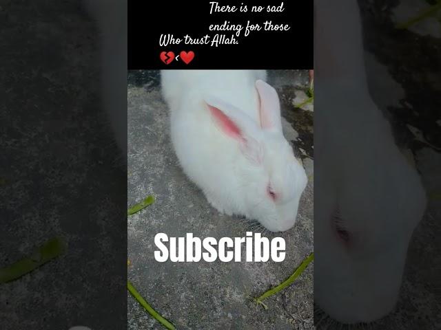 Beautiful️ rabbit#viralshorts#shortvideo#youtube#rabbit#naatsharif#beautiful