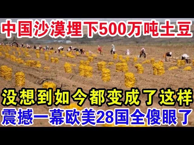 中国沙漠埋下500万吨土豆，没想到如今竟都变成了这样，震撼一幕欧美28国全傻眼了