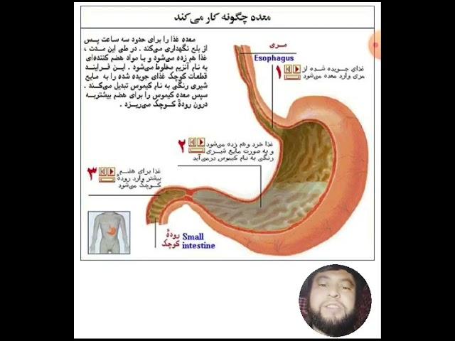 اناتومی معده