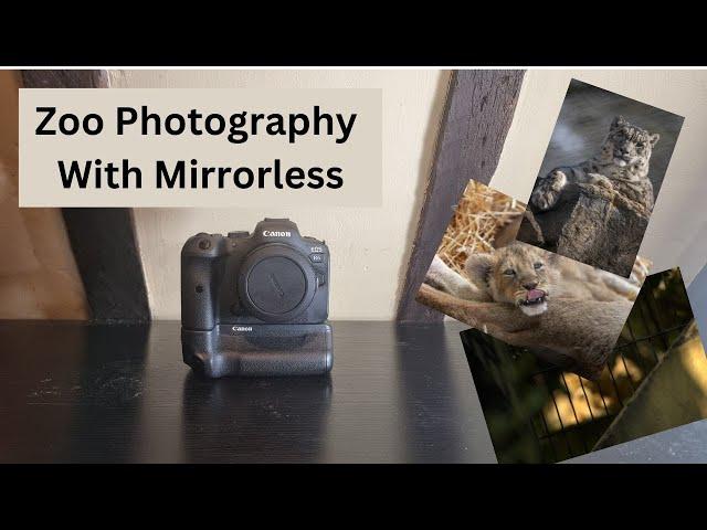 Zoo Photography With Mirrorless - Canon R6