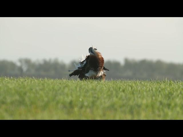 Great bustard, Otis tarda