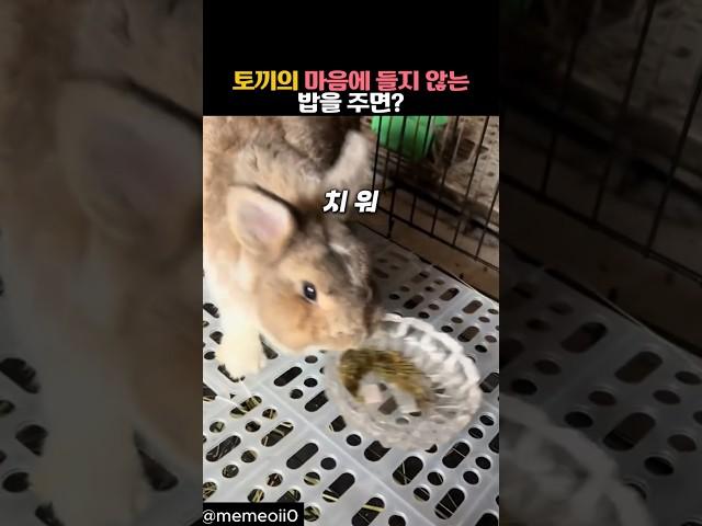 토끼의 마음에 들지 않는 밥을 주면? #동물 #토끼