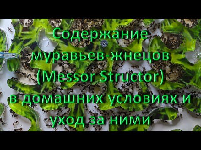 Содержание муравьев-жнецов (Messor Structor) в домашних условиях и уход за ними