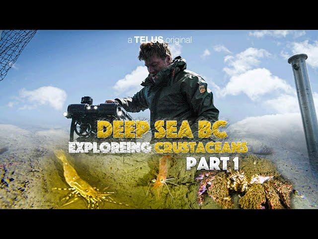 DEEP SEA BC S1 Ep1 | DEEP WATER CRUSTACEANS | BROWN BOX CRABS | SHRIMP | PRAWNS | STUBBY SUID