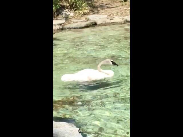 Beautiful Philadelphia Zoo Trumpeter Swan in Slow Motion (for ZoovisitorMM)