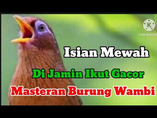 Masteran burung wambi full isian