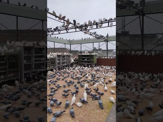 ludhiana #ludhiana #birds #kabutar #lovevlogs #vlog #love #animals #shorts