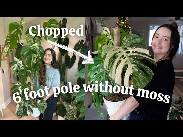 Chopping My HUGE Monstera Albo Pole!