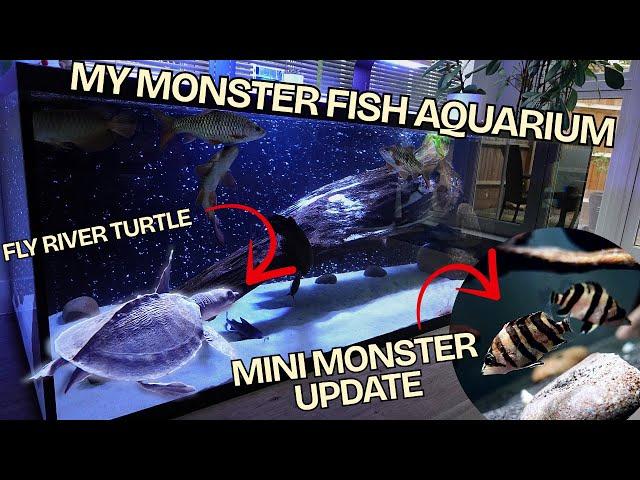 MY MONSTER FISH MEGA TANK- UPDATES