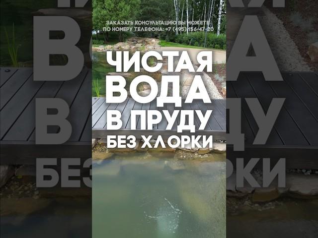 Чистая вода в пруду без хлорки