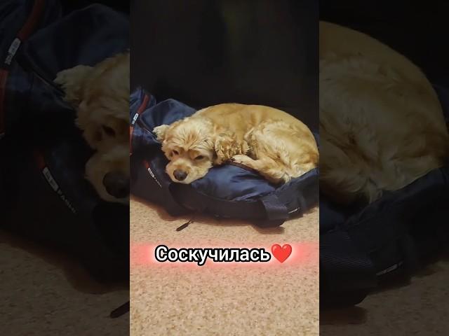 Соскучилась по нам #животные #популярное #собака #dog #puppy #shortsvideo