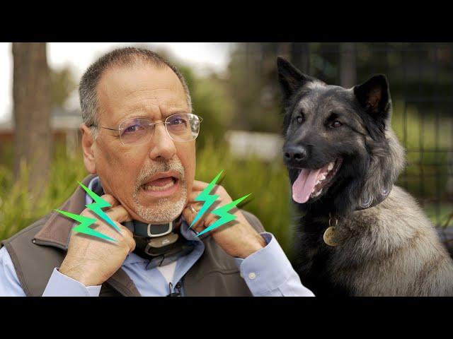 Dog shock collars: How they work & why you may NOT want one