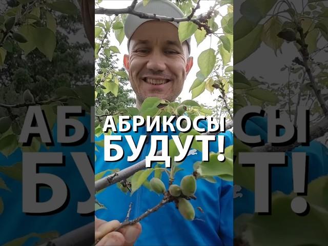 Абрикосы будут !  #сад #садоводничество #абрикос #shorts