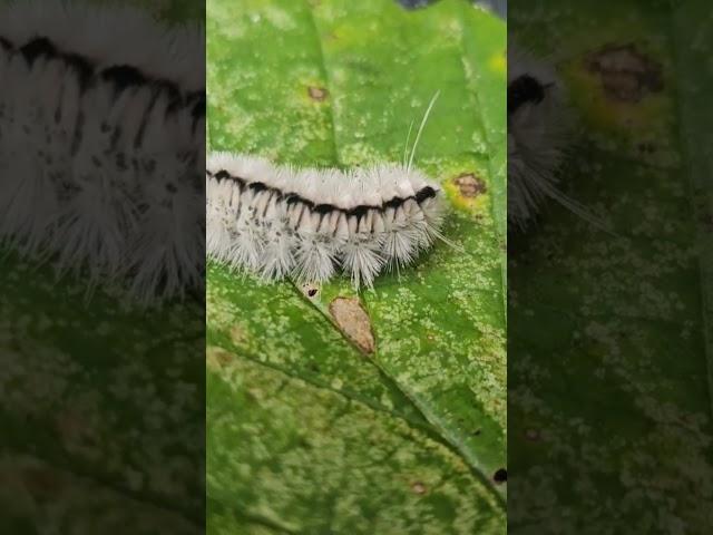 Poisonous White Hickory Tussock Moth Catipellier #popular #chainsaw #cuttingtrees #skills #chopping