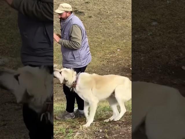 ÇOBAN VE KÖPEĞİ ARASINDAKİ MUTLULUK