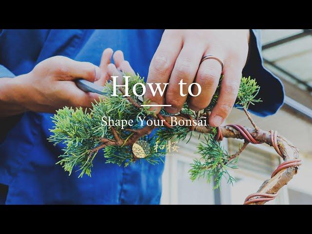 Bonsai for Beginners: Shaping and Wiring a Juniper bonsai || Wazakura Japan