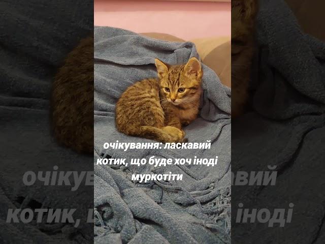 ніжний кіт #українськийблогер #youtube #влог #блогукраїнською #cat #kitten #котик #чемнийкіт