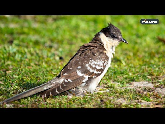 The Great spotted cuckoo - SafariLIVE Sunrise - 30 November 2024