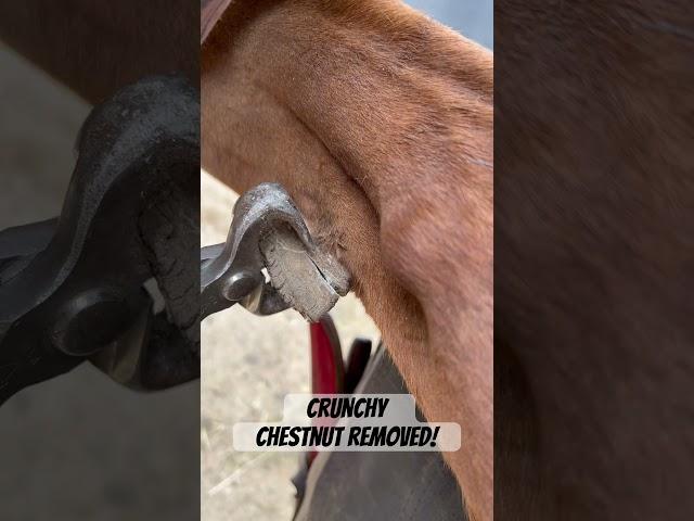 Horse needs its crunchy chestnut removed by a farrier ! #horse #asmr #oddlysatisfying #animal