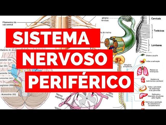 SISTEMA NERVOSO PERIFÉRICO | Estude Veterinário