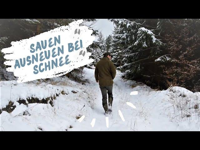 SAUEN Ausneuen | Revieralltag im Schnee | VLOG#9 | chris_hunting