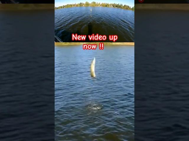 Musky gets some hang time after jumping! #shorts #fish #fishing #musky #nature #wildlife