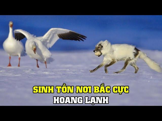 Vùng Bắc Cực Hoang Dã | Khám Phá Thế Giới Động Vật Hoang Dã