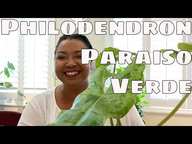 Philodendron Paraiso Verde Care Tips, Rare Tropical Houseplant How To