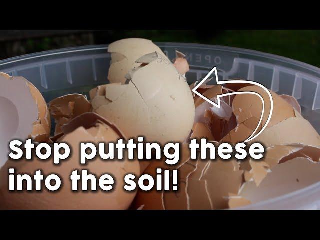 How to CORRECTLY Extract Calcium from Egg Shells for Healthy Plants