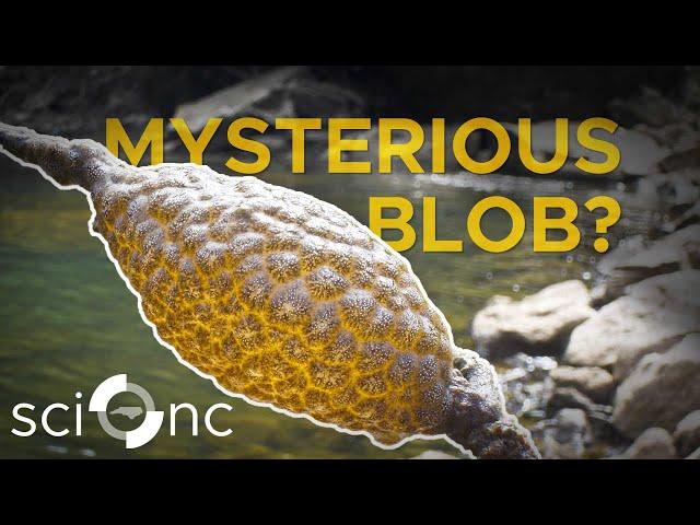 The weirdest animal you've never heard of | Sci NC