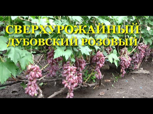 ДУБОВСКИЙ РОЗОВЫЙ - СВЕРХУРОЖАЙНЫЙ ВИНОГРАД