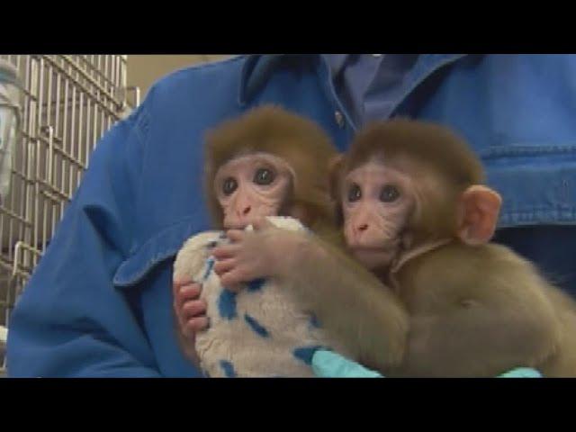 Controversy Builds Over Monkey Brain Experiments At UC Davis