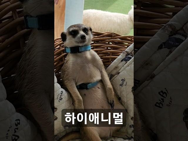 한일부부 동물카페 하이애니멀 #동물 #동물카페 #vlog #한일부부 #육아 #국제부부 #韓日夫婦 #체험 #먹이체험