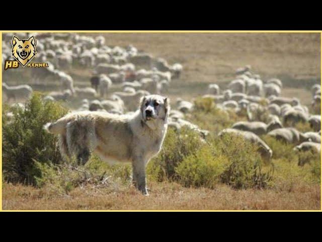 The Alabai: The Ancient Dog of the Silk Road