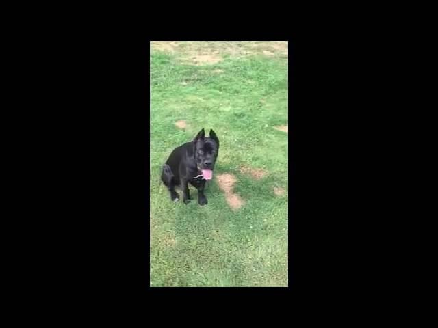 6mo old Cane Corso San Rocco's 'Onyx' - Dog training