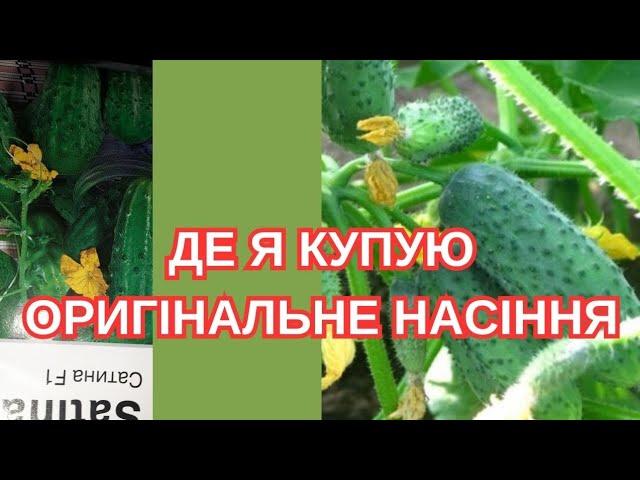 ВИ ПИТАЛИ - Я ВІДПОВІДАЮ. ГІБРИДИ ПАРТЕНОКАРПІЧНИХ ОГІРКІВ