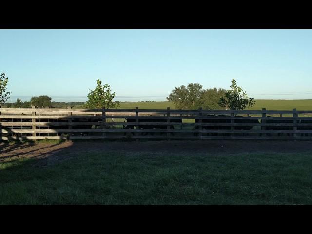 Bringing in cows