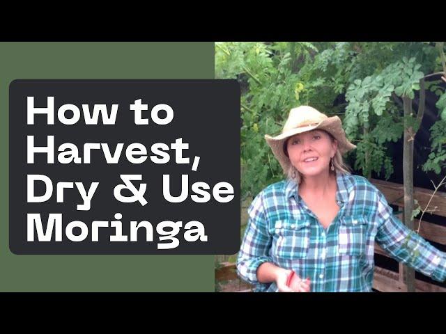 How to Harvest, Dry & Use Moringa